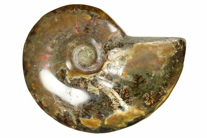Red Flash Ammonite Fossil - Madagascar #187250